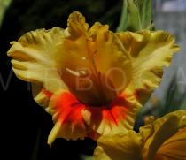 Gladiolus x gandavensis hort. - Flower - Click to enlarge!